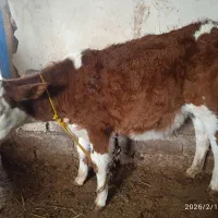 گاو وگوساله|حیوانات مزرعه|نظر کهریزی, |دیوار