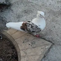 جفت خوشونه لون