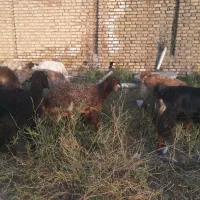 کهره و بره