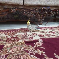 عروس هلندی ماده دستی|پرنده|دماوند, دماوند|دیوار