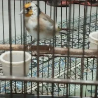 سهره|پرنده|قرچک, داوود آباد|دیوار