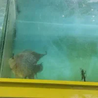 فلاور باکس|ماهی|پردیس, فاز ۱|دیوار