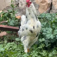 یک عدد خروس گلین