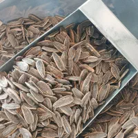 تخمه بوداده