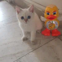 بچه گربه ملوس