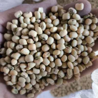 لوبیام چشم بلبلی و ترکمنی(گندمی)|خوردنی و آشامیدنی|فراغی, |دیوار