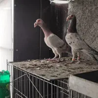 بغدادی کاریر سار سرور|پرنده|فولادشهر, B4|دیوار