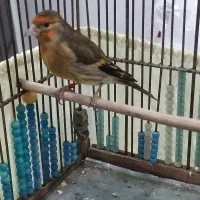 سهره قناری نر دهن لر سرخ