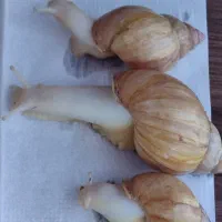 فروش حلزون آچا تینا بالغ و بزرگ