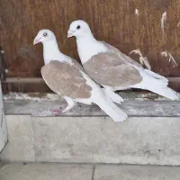 دوکت پلاکی گراف کاکلی/سارسرور/نواری کت سفید/چپ|پرنده|مشهد, نیروی هوایی|دیوار