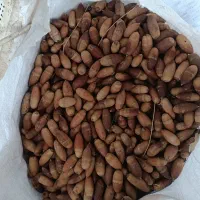 بلوط|گل و گیاه طبیعی|طبس, |دیوار