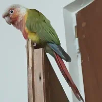 طوطی گرینچیک|پرنده|تهران, علم و صنعت|دیوار