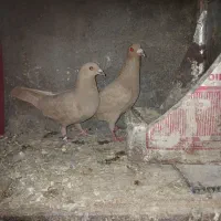 جفت زرد کرمونی