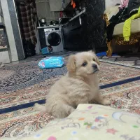 توله سگ پاپی