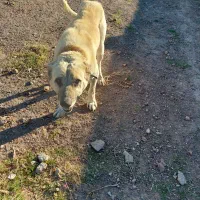 سگ افغان|سگ|قزوین, |دیوار