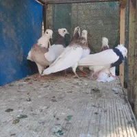 کبوتر طوقی