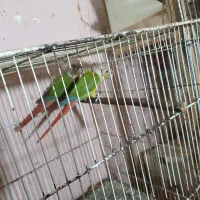 گیرینچیک مولد