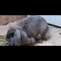 واگذاری خرگوش لوپ طوسی رایگان