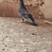 باسلام|پرنده|مشهد, شهرک مهر آباد|دیوار