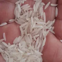 برنج هاشمی روشن