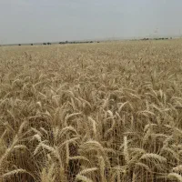 گندم مادری آزادگان و اوج