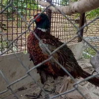 عروس هلندی نر