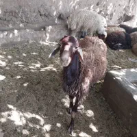 کشتارگاه ومرکز مجاز پخش دام درتهران