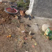 یک مرغ با 10جوجه محلی قیمت 1200000