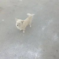 سگ پامر روباهی سایز کوچیک