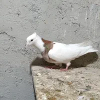 کلفه نر|پرنده|اردبیل, |دیوار