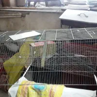 تعدادی قفس جای سهره و قناری|لوازم جانبی حیوانات|بروجرد, |دیوار