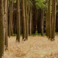 خرید و فروش چوب صنوبر