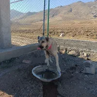 سک نر 14ماهه نگهبان