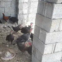 بوقلمون درجه یک ومرغ محلی