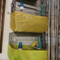 قناری نر قرص|پرنده|ری, حمزهآباد|دیوار