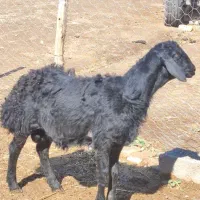 قوچ بره قوچ چشم نواز قره قزل موفر لخت