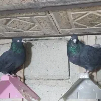 یک جفت نروماده زاغ چش نوک سفید|پرنده|پاپی, |دیوار