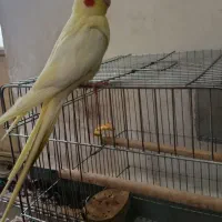 عروس هلندی گمشده