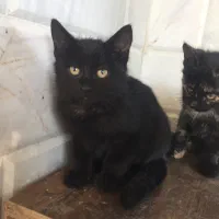 واگذاری بچه گربه دو ماهه محدوده تنکابن|گربه|تنکابن, |دیوار