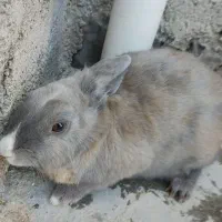 خرگوش ماده بالغ