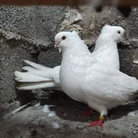 فروش یک جفت جوجه از این نر و ماده.