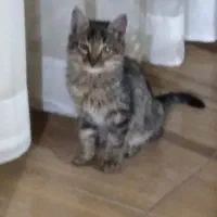 واگذاری|گربه|محمدیه-قزوین, |دیوار