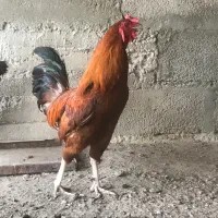 خروس