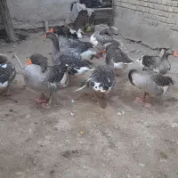 ۹عدد غاز سالم وتخم گذار