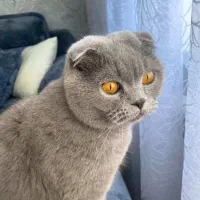 فروش تعدادی مولد اسکاتیش و بریتیش نر و ماده|گربه|اهواز, کیانپارس |دیوار