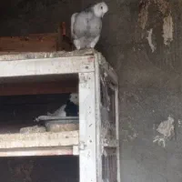 طوقی کرمانشاهی اصیل