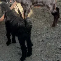 دوعددکهره ترکی نر