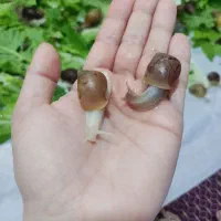 فروش حلزون اچاتینا و البینو و خاویار حلزون|خزنده|ساری, |دیوار