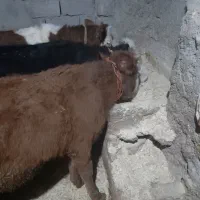 گوساله وگاو