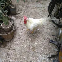 خروسسفیدخروسخونگیدرشتجوان10ماهه|حیوانات مزرعه|قم, هنرستان|دیوار